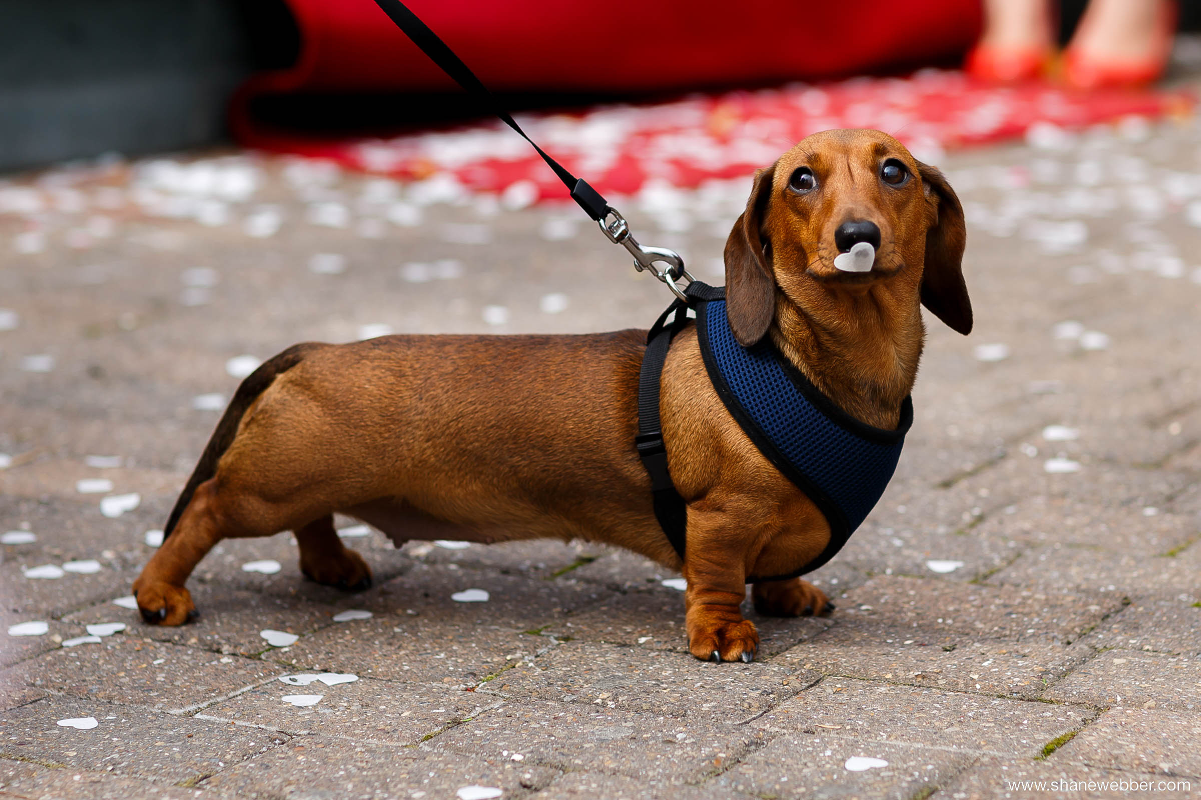 Dachshund puppy eating confetti