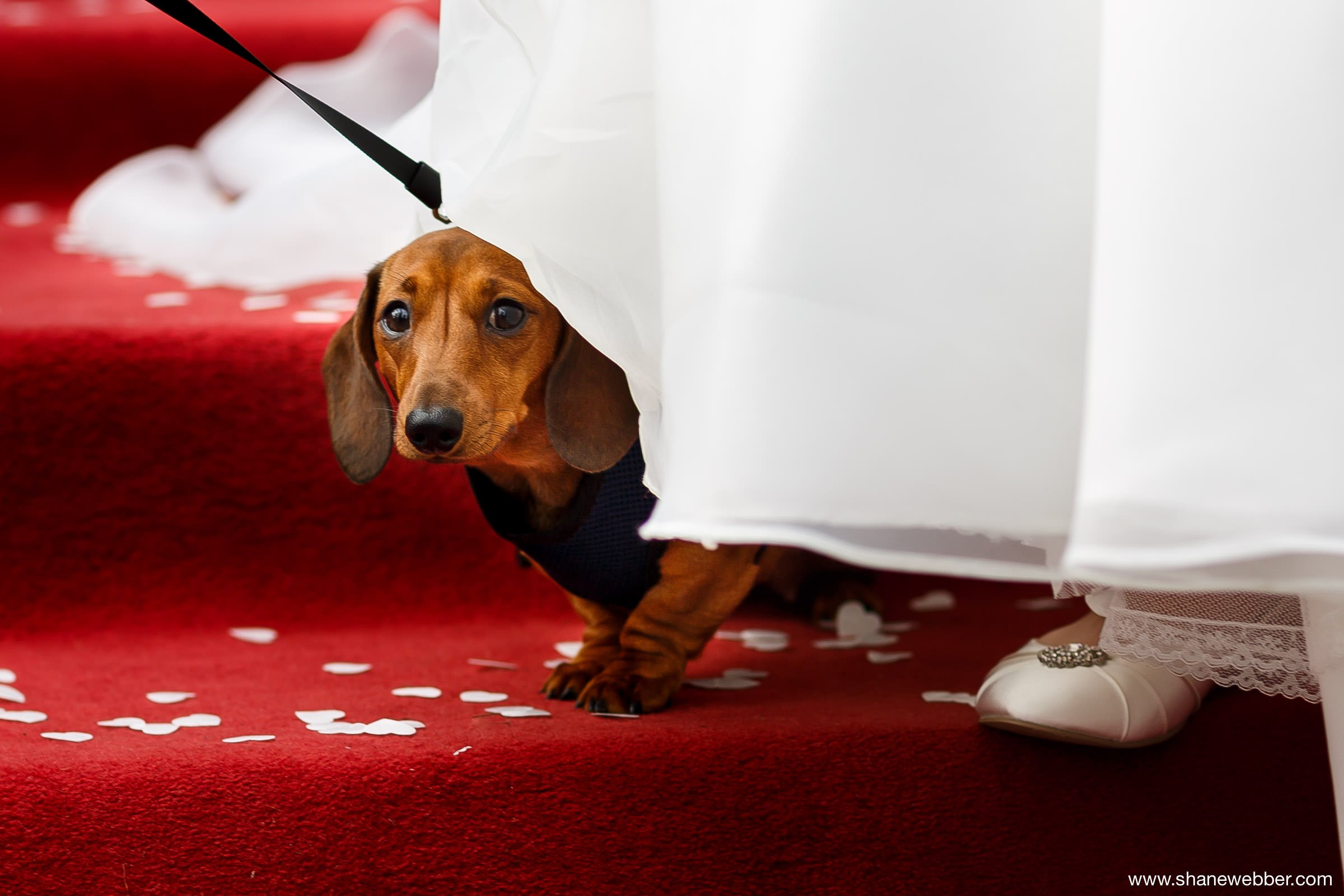 Dachshund puppy at wedding