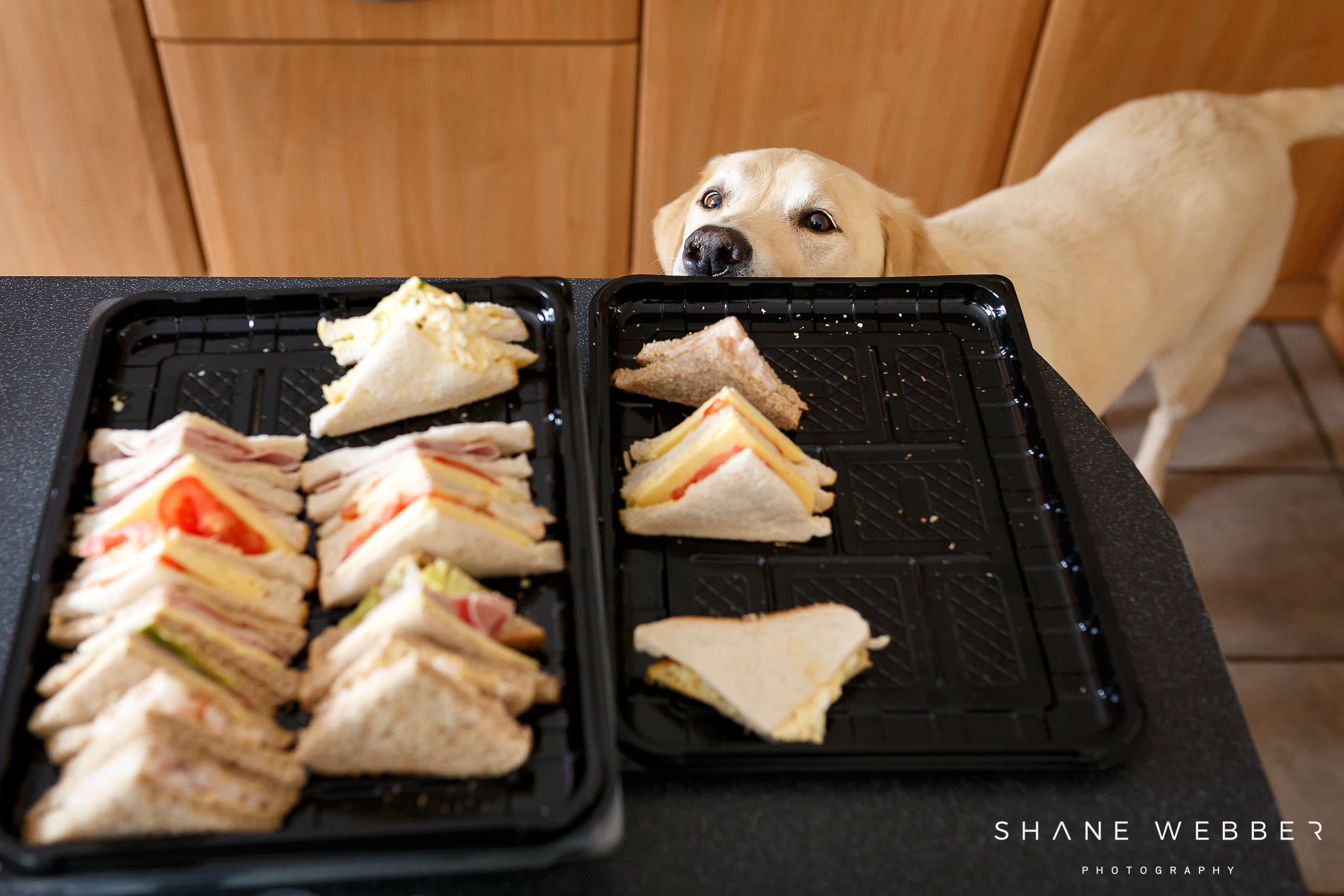 cheeky dog stealing food